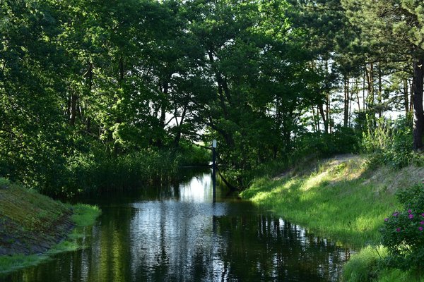 Aperçu des allergies et de la médecine alternative